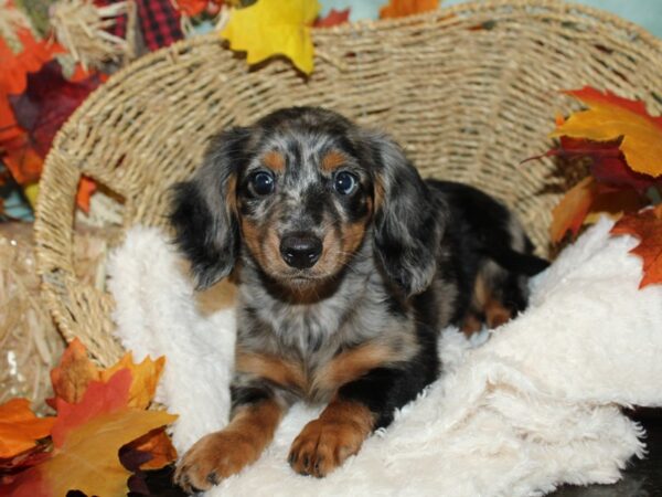 Dachshund DOG Female Blue / Tan 9507 Petland Dalton, Georgia