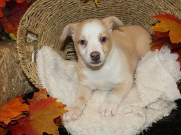 Chiweenie-Dog-Male-Cream & White-9503-Petland Dalton, Georgia