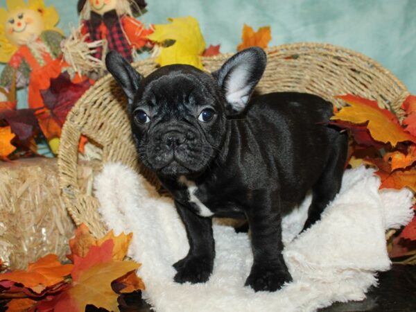 French Bulldog DOG Male Brindle 20483 Petland Dalton, Georgia