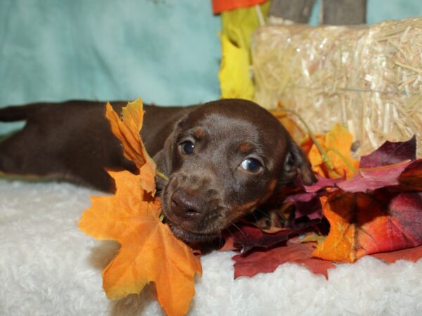 Dachshund DOG Female Chocolate White Tan 20501 Petland Dalton, Georgia