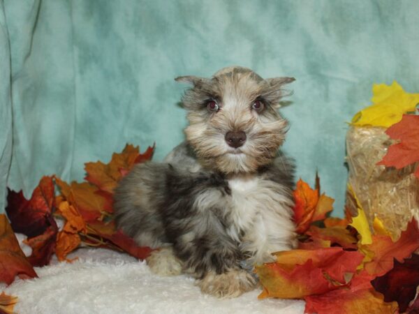 Miniature Schnauzer DOG Male Chocolate Merle 9510 Petland Dalton, Georgia