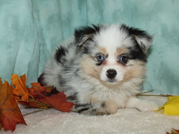 Australian Shepherd-DOG-Male-Tri-Colored-20514-Petland Dalton, Georgia