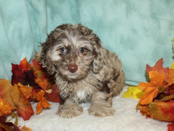 Doxiepoo-DOG-Female--20509-Petland Dalton, Georgia