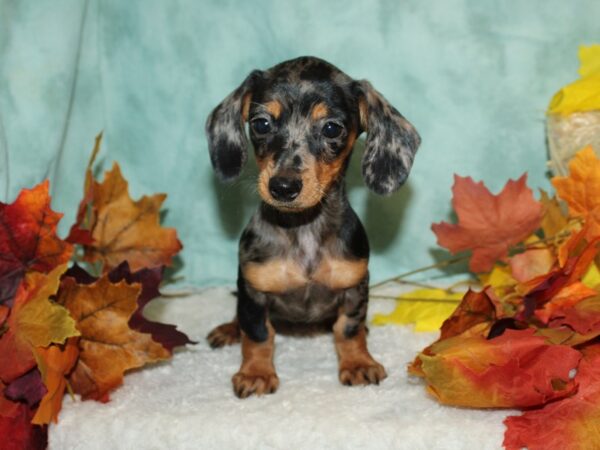 Dachshund DOG Female Dapple 20512 Petland Dalton, Georgia