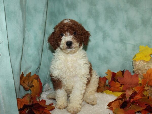 Miniature Poodle DOG Male 20511 Petland Dalton, Georgia