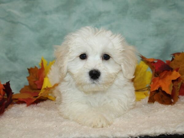 Daisy Dog-Dog-Male-White / Tan-9534-Petland Dalton, Georgia