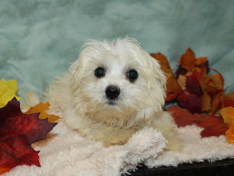 Maltese-Female--3807820-Petland Dalton