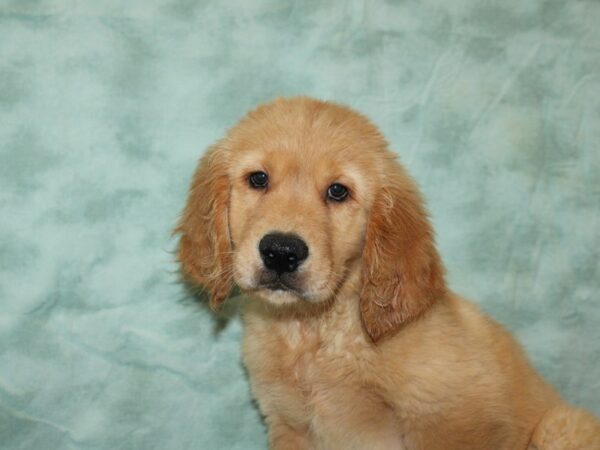 Golden Retriever Dog Male 20529 Petland Dalton, Georgia