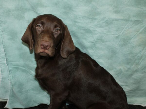 Labrador Retriever-DOG-Female--20531-Petland Dalton, Georgia