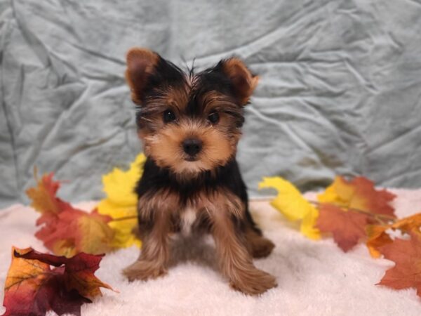 Yorkshire Terrier DOG Male Blk & tan 20543 Petland Dalton, Georgia