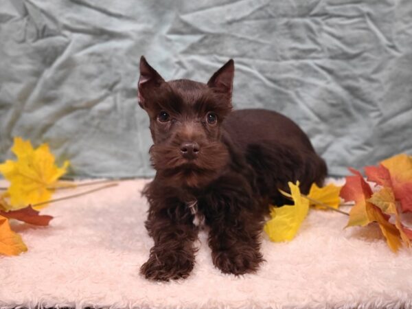 Miniature Schnauzer Dog Male Chocolate 9531 Petland Dalton, Georgia