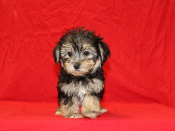 Morkie DOG Male Black and Tan 6692 Petland Dalton, Georgia