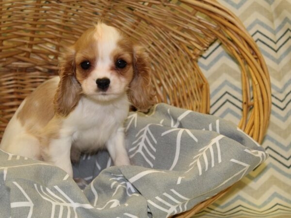 Cockalier DOG Male Blenheim 16308 Petland Dalton, Georgia