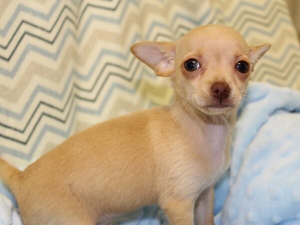 Chihuahua DOG Male Fawn 16330 Petland Dalton, Georgia