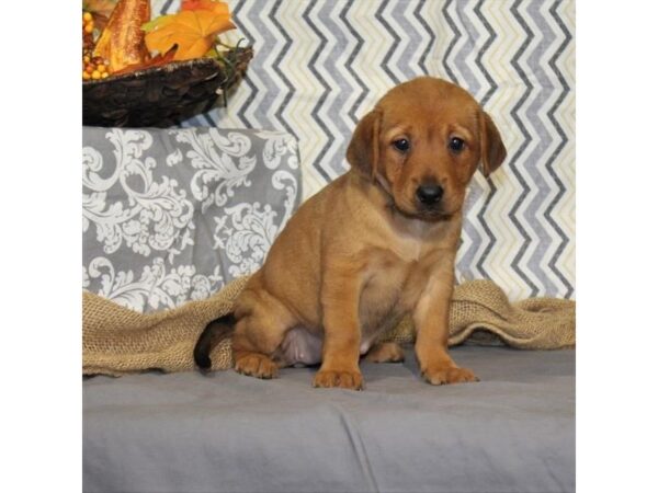 Shar-Pei/Beagle-DOG-Female-Red Fawn-6655-Petland Dalton, Georgia