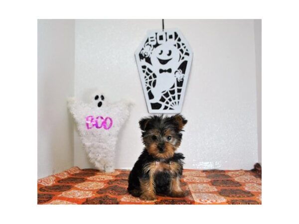 Yorkshire Terrier DOG Male Black / Tan 6662 Petland Dalton, Georgia