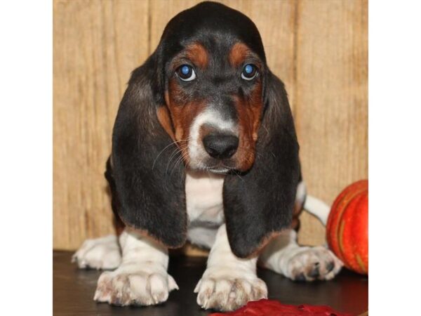 Basset Hound DOG Female Black White / Tan 6670 Petland Dalton, Georgia