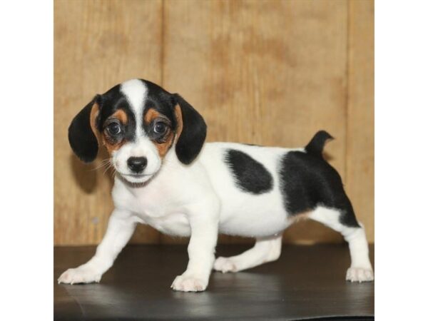 Chiweenie DOG Female Black / Tan 6669 Petland Dalton, Georgia