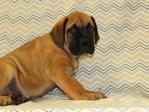 Bullmastiff DOG Male Fawn 16343 Petland Dalton, Georgia