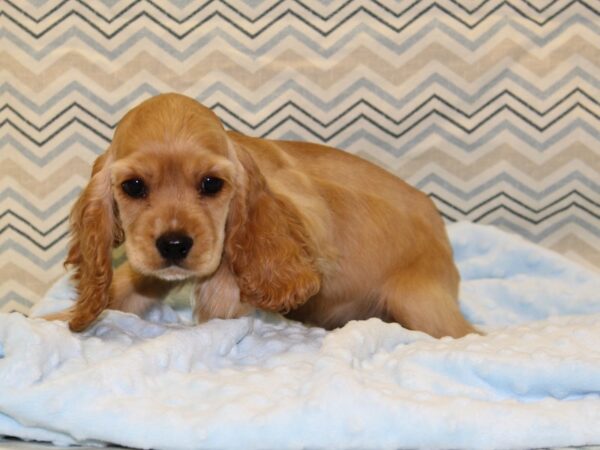 Cocker Spaniel-DOG-Male-Golden-16345-Petland Dalton, Georgia