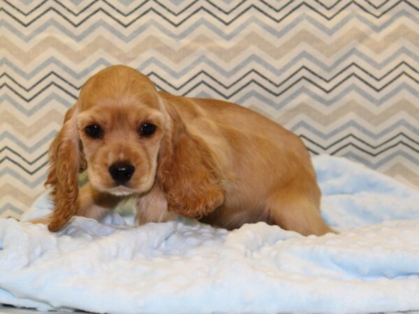 Cocker Spaniel DOG Male Golden 16345 Petland Dalton, Georgia