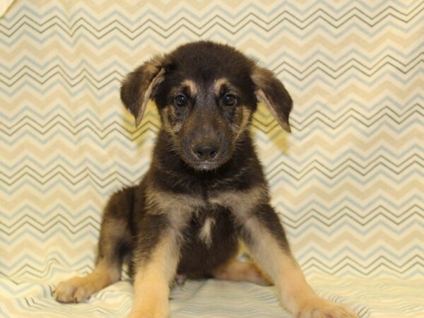 German Shepherd DOG Male Black and Tan 16348 Petland Dalton, Georgia