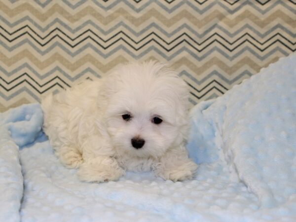 Maltese DOG Male white 16355 Petland Dalton, Georgia