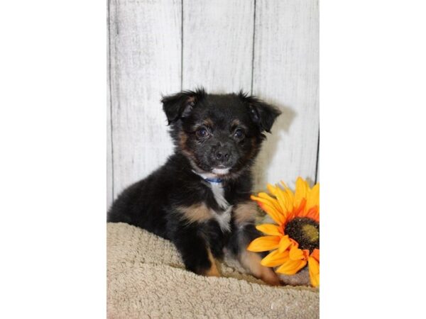 Australian Shepherd DOG Male Black / White 6656 Petland Dalton, Georgia