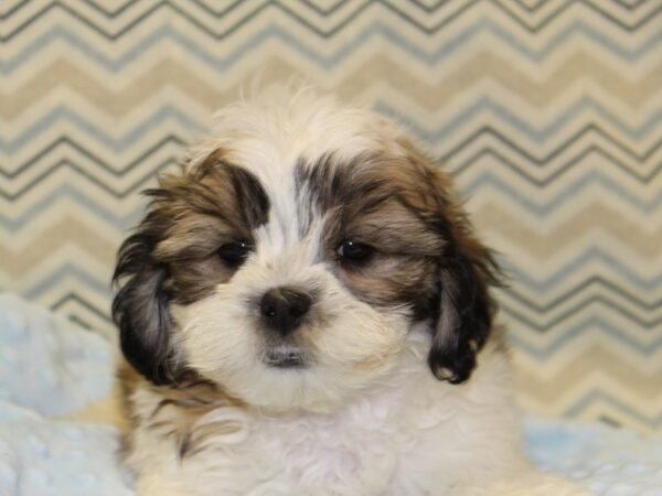 Shih Poo DOG Male White / Gold 16371 Petland Dalton, Georgia