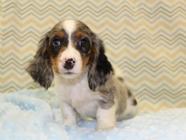 Dachshund DOG Male Black/Tan Dapple 16365 Petland Dalton, Georgia