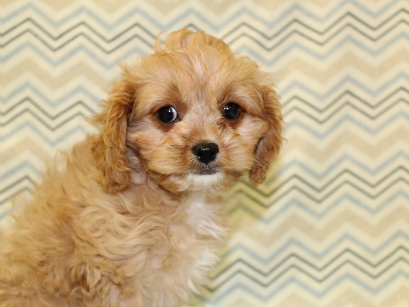 Cavapoo Puppy Ruby ID:16361 Located at Petland Dalton, Georgia