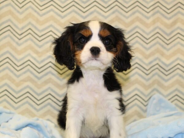 Cavalier King Charles Spaniel DOG Female Black White / Tan 16396 Petland Dalton, Georgia