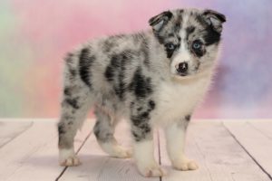 Pomsky Puppies for Sale