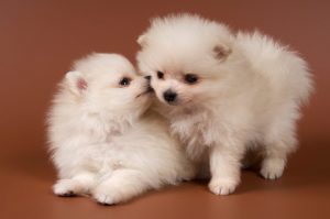 Pomeranian Puppies for Sale