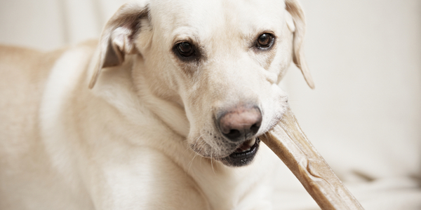 Pet Store Banner