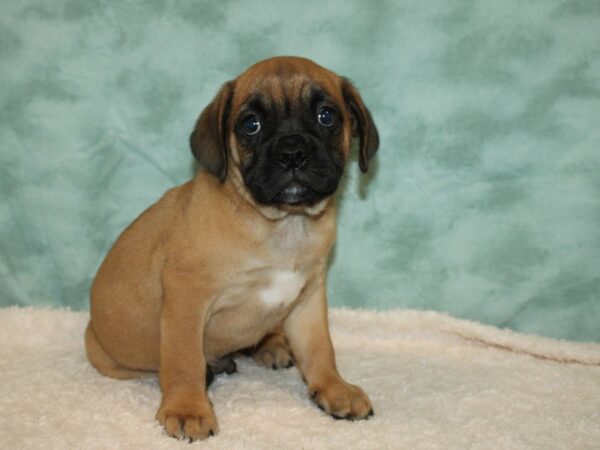 Bull Puggle Dog Male Fawn 20550 Petland Dalton, Georgia