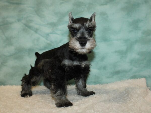 Miniature Schnauzer DOG Male Salt / Pepper 9475 Petland Dalton, Georgia