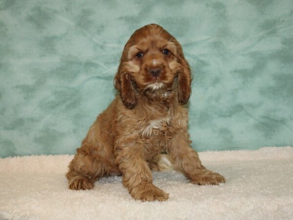 Cocker Spaniel-Dog-Female-Ruby-20454-Petland Dalton, Georgia