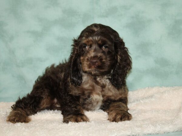 Cocker Spaniel DOG Male Chocolate/Tan 20453 Petland Dalton, Georgia