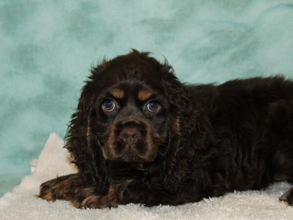 Cocker Spaniel Dog Female Chocolate/Tan 9518 Petland Dalton, Georgia