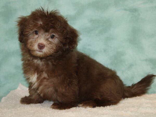 ShizaPoo-DOG-Male-Chocolate-9481-Petland Dalton, Georgia