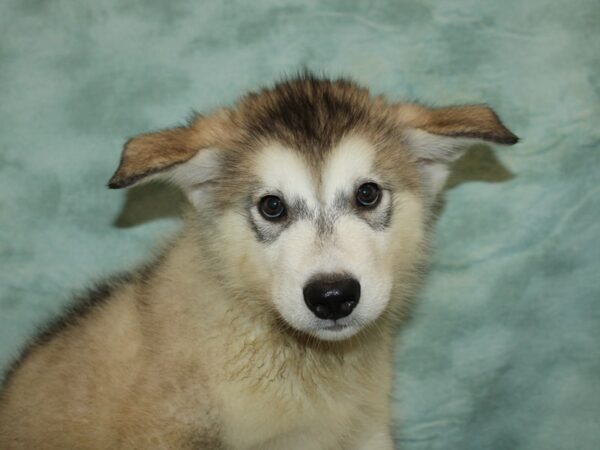 Alaskan Malamute DOG Male Gray / White 9495 Petland Dalton, Georgia