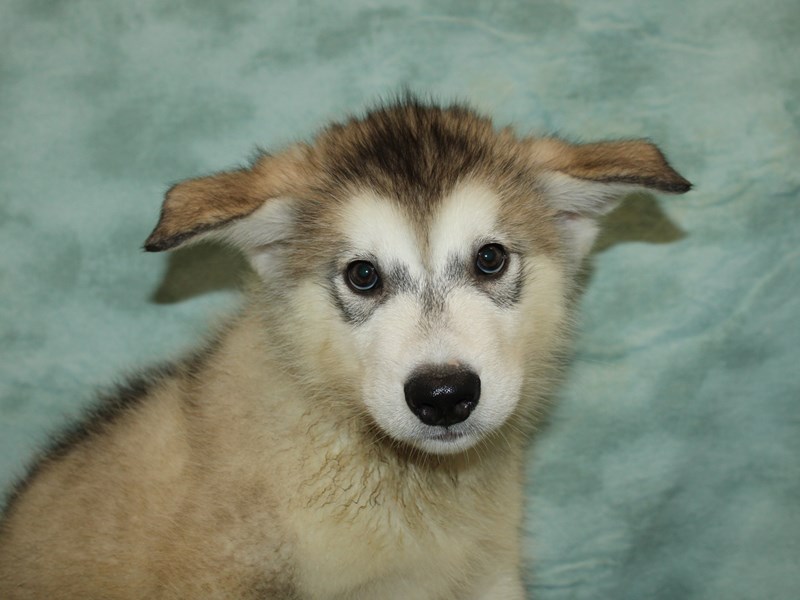 Alaskan Malamute-Male-Gray / White-3769050-Petland Dalton