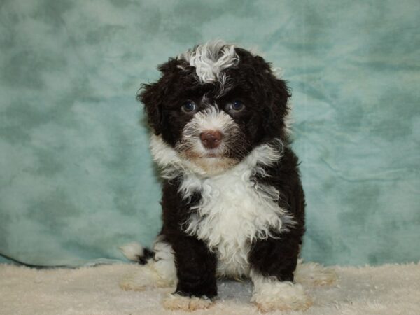 Havanese-Dog-Male-Chocolate / White-20467-Petland Dalton, Georgia