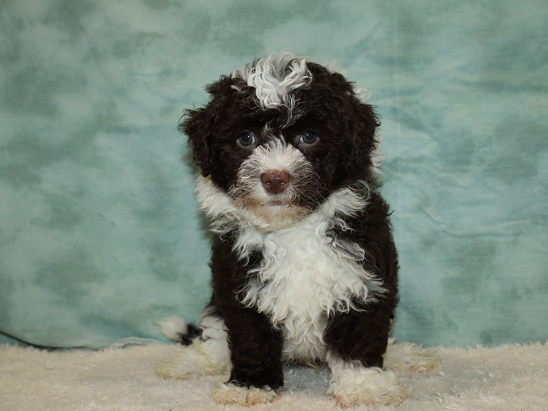 Havanese-Male-Chocolate / White-3768172-Petland Dalton