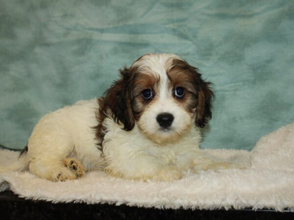 Cavachon DOG Male Tri-Colored 20465 Petland Dalton, Georgia