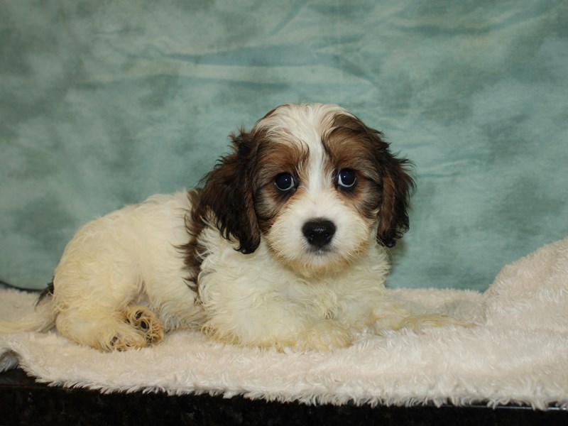 Cavachon-Male-Tri-Colored-3768171-Petland Dalton