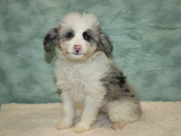 Aussiepoo DOG Female Blue Merle 20466 Petland Dalton, Georgia