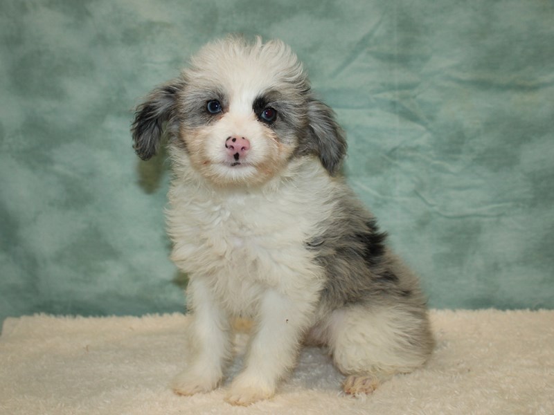 Aussiepoo-Female-Blue Merle-3768175-Petland Dalton