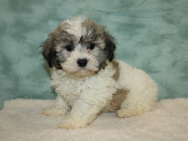 Teddy Bear-DOG-Male-Tri-Colored-20464-Petland Dalton, Georgia